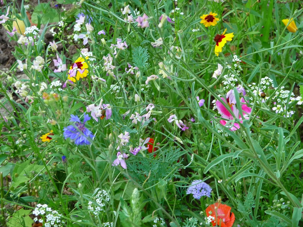 1280px-Wildblumenwiese